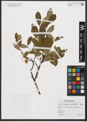 Foto von Salix aurita L. x Salix myrtilloides L.
